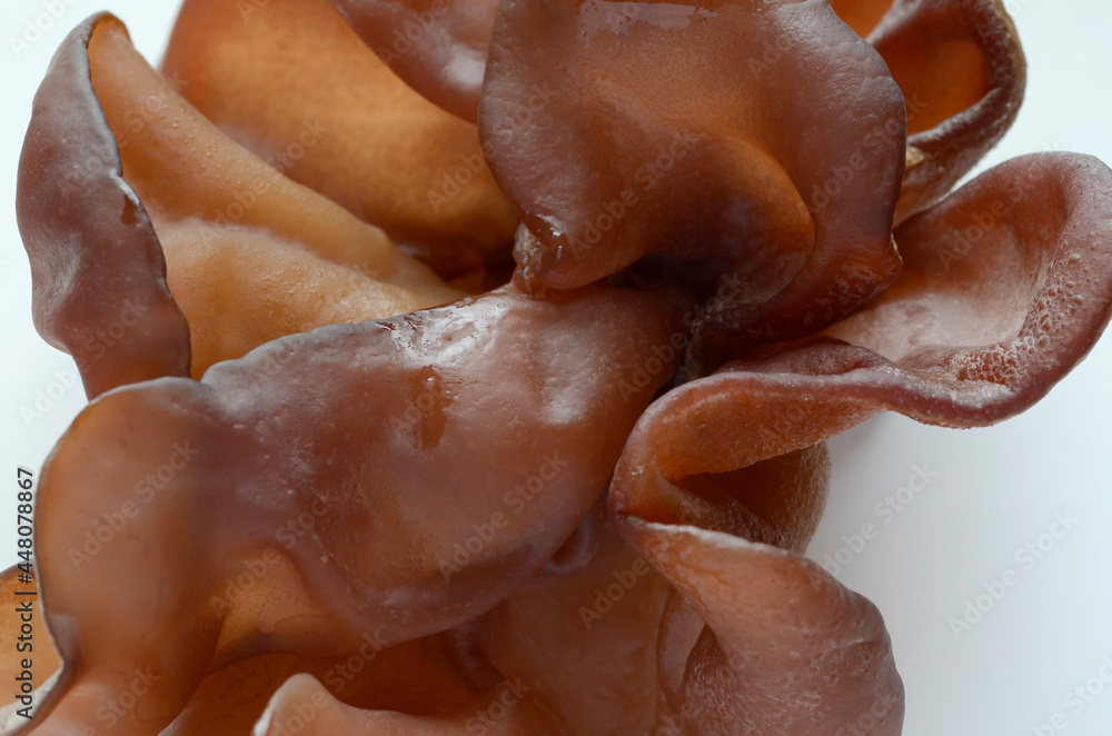 Naklejka premium 生きくらげ