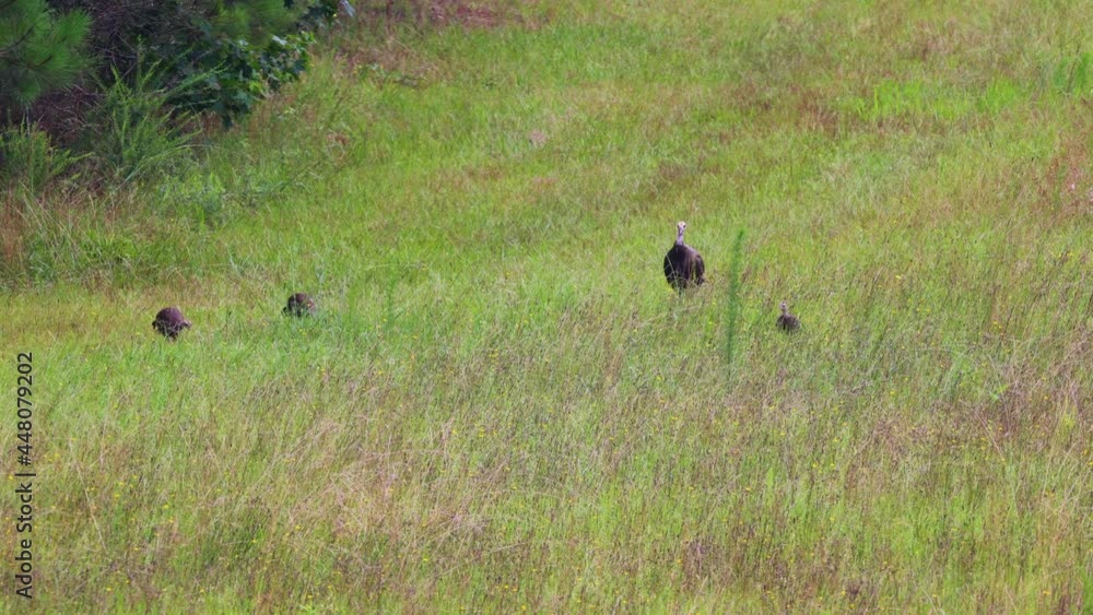 Wild turkey hen with four poults feeding in an overgrown farm field Wild turkey hen with four poults feeding in an overgrown farm field