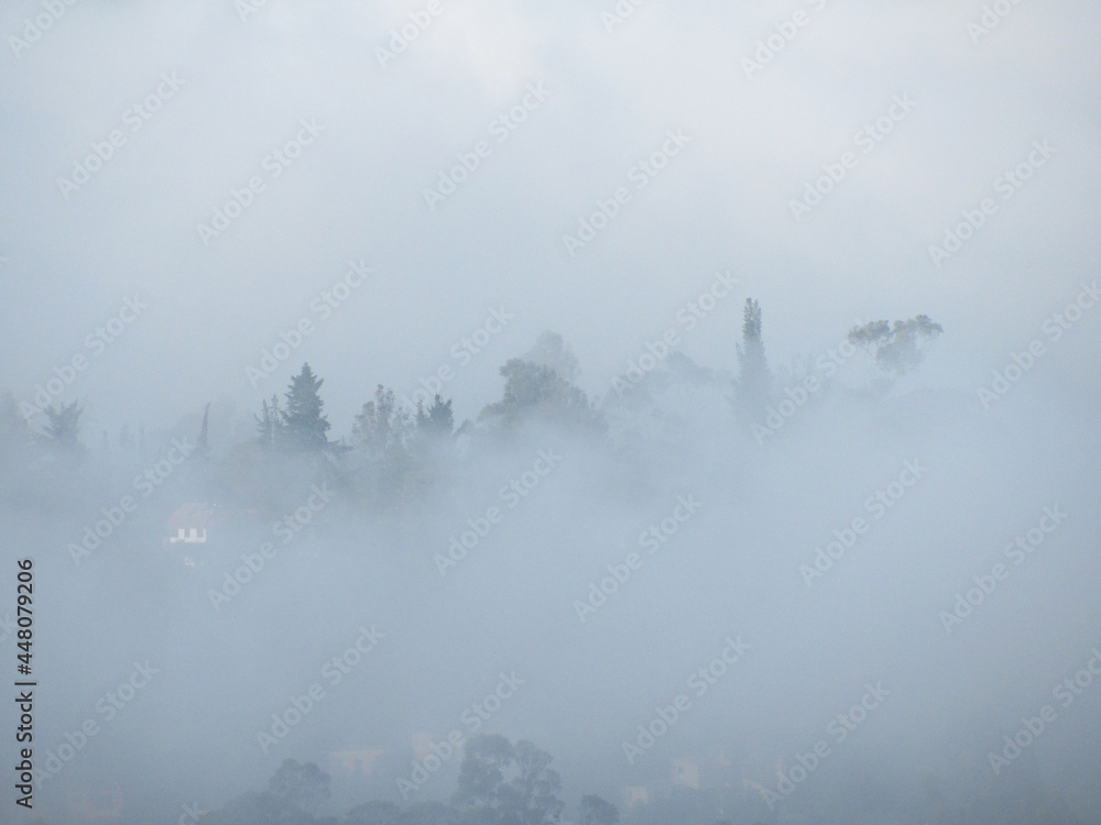 fog over a forest