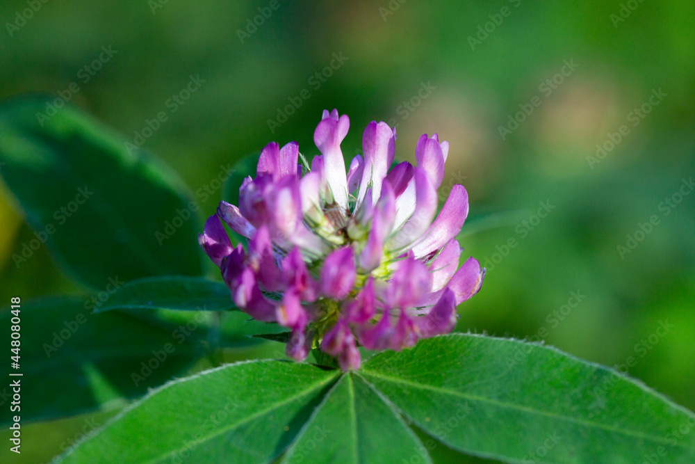 Dark pink flower. Red clover or Trifolium pratense inflorescence, close up. Dark pink flower. Red clover or Trifolium pratense inflorescence, close up.