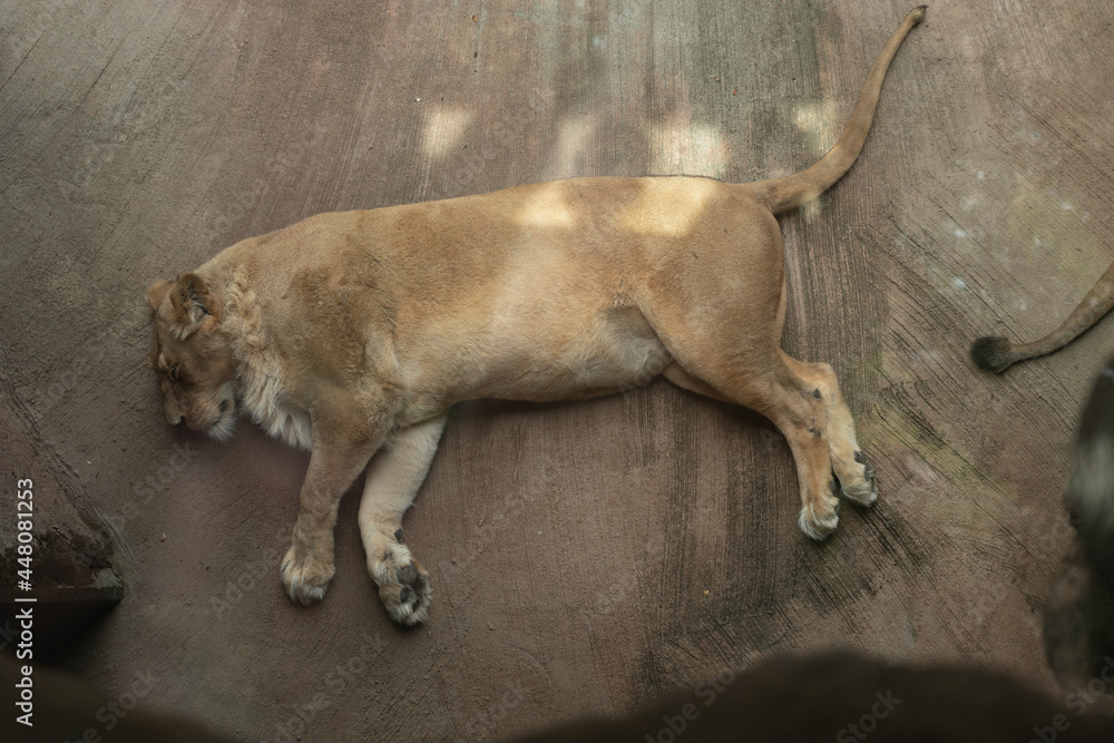 Obraz premium Sleeping Lion