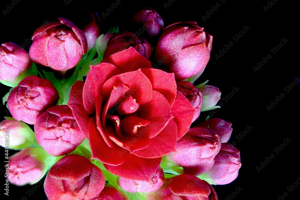 Flower box of a succulent
