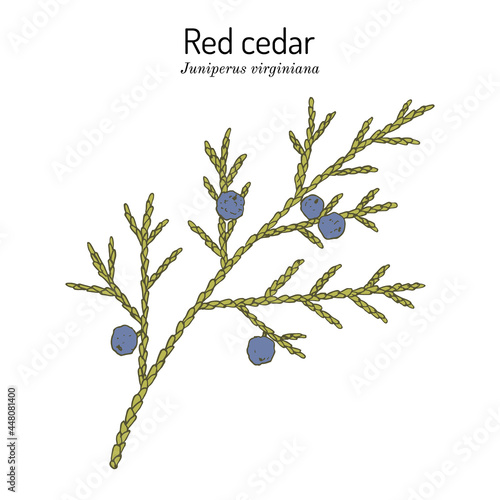 Eastern redcedar or Virginian juniper Juniperus virginiana , state tree of Tennessee