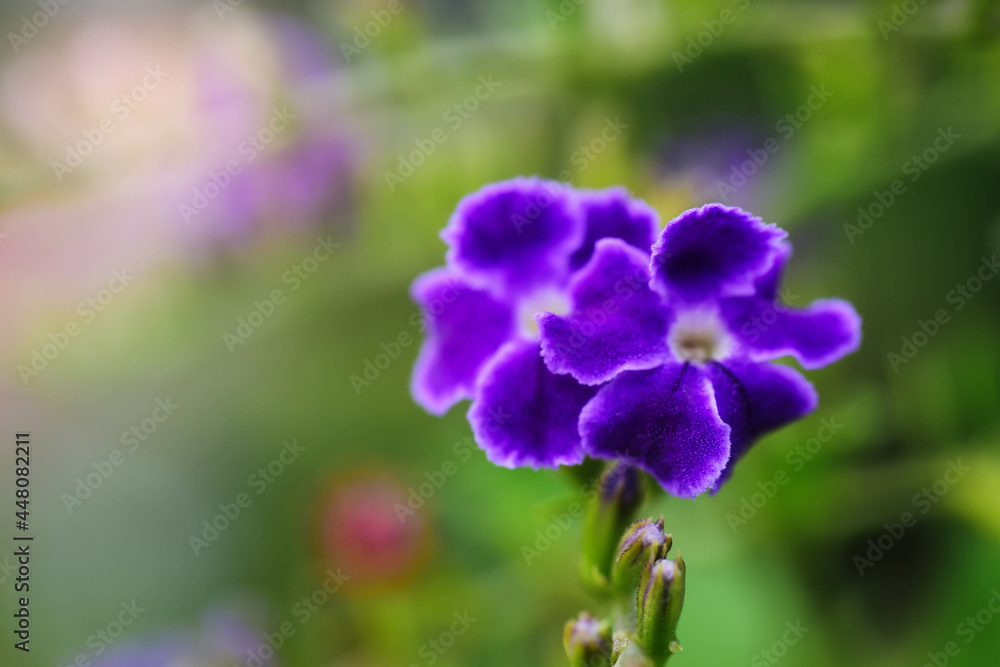 The candle flowers are blooming beautifully.