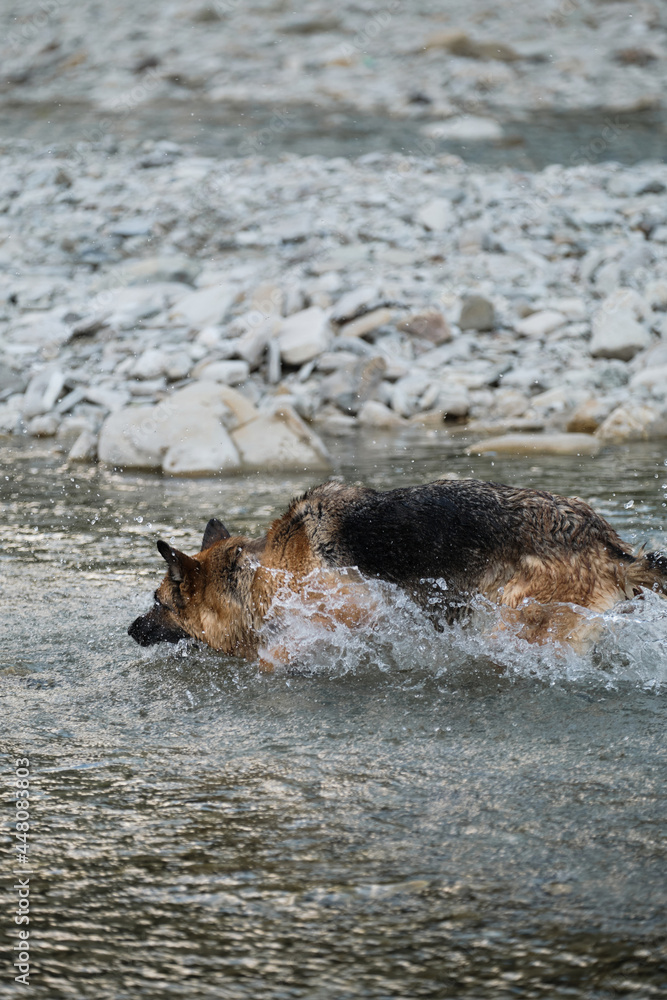 Funny wet dog on walk by river on warm summer evening. German Shepherd is playing in river and trying to grab water with its mouth, lowering head down and catching spray. Funny wet dog on walk by river on warm summer evening. German Shepherd is playing in river and trying to grab water with its mouth, lowering head down and catching spray.