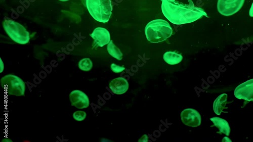 Green jellyfish swim in the water.