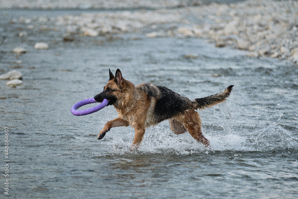 Active walking and playing with dog in the water. German Shepherd of black and red color is fun and actively playing in river with blue ring for pets. Active walking and playing with dog in the water. German Shepherd of black and red color is fun and actively playing in river with blue ring for pets.