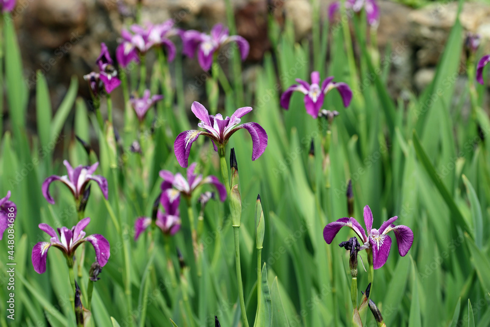 Purple Japanese water iris flowers