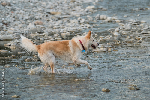 Spend time with dog by the water. White fluffy large mongrel runs along river and spray flies in different directions. Half breed of Siberian husky and white Swiss shepherd.