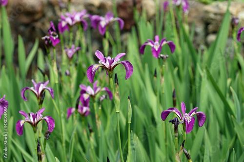 Purple Japanese water iris flowers