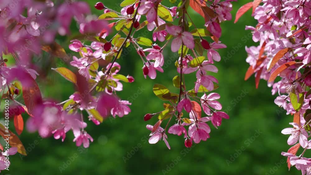 Close-up view 4k stock video footage of blooming fresh pretty delicate pink flowers growing on spring trees outdoors in city park. Abstract natural video background