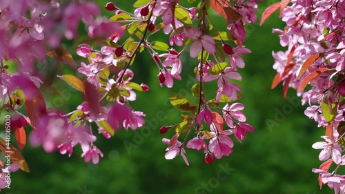 Close-up view 4k stock video footage of blooming fresh pretty delicate pink flowers growing on spring trees outdoors in city park. Abstract natural video background