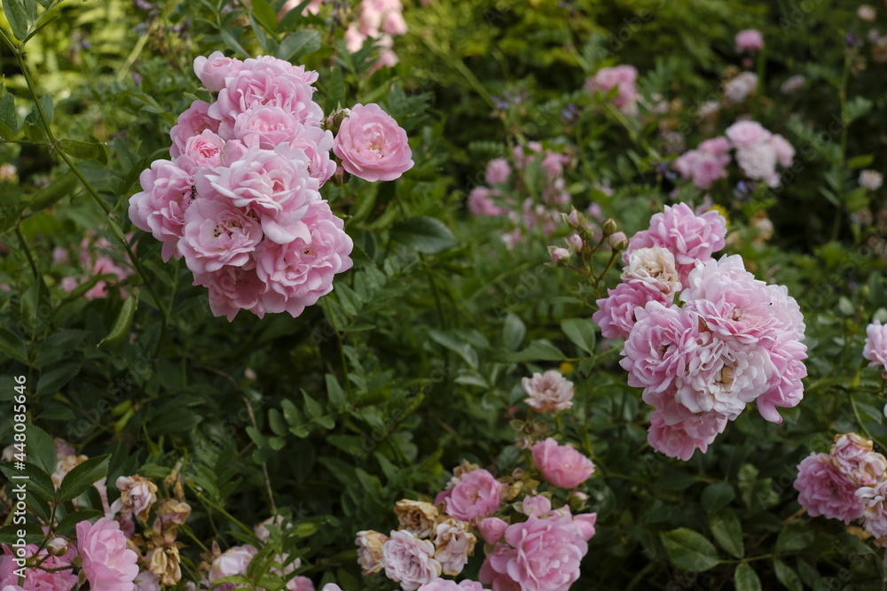 Rosen in pink und grün mit zahlreichen Blüten Rosen in pink und grün mit zahlreichen Blüten