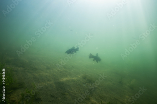 Underwater photo of beautiful landscape ih the lake with two big fishes.  