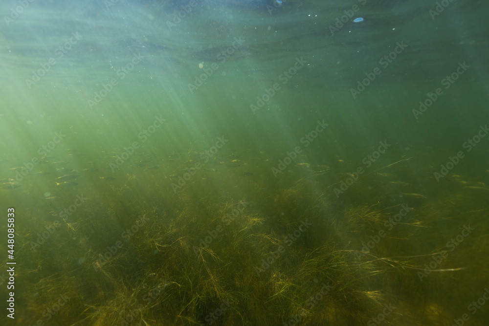 Obraz premium Underwater photo of beautiful landscape with small fishes and magic light. From scuba dive in the Baltic sea.