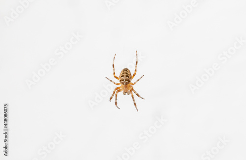 spider on a web © avrezn