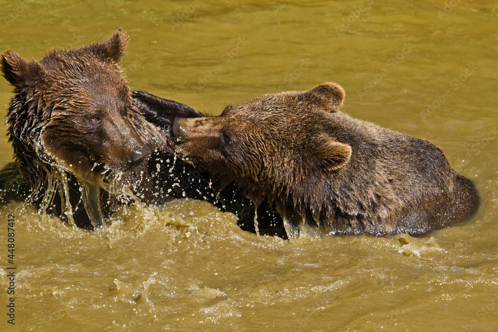 Junge Braunbären (Ursus arctos) beim Spielen im Wasser Junge Braunbären (Ursus arctos) beim Spielen im Wasser