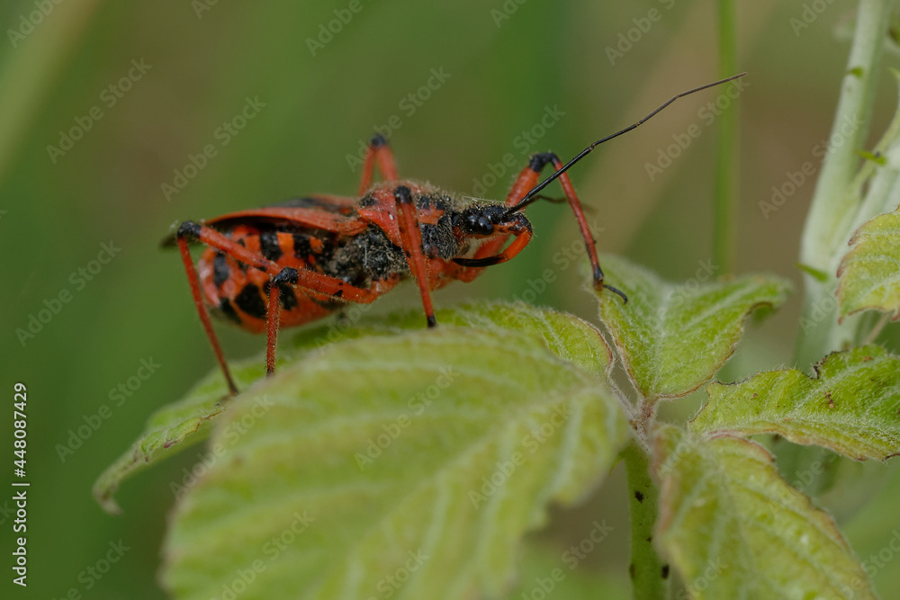 Assassin thread-legged bug (Rhynocoris iracundus) Assassin thread-legged bug (Rhynocoris iracundus)