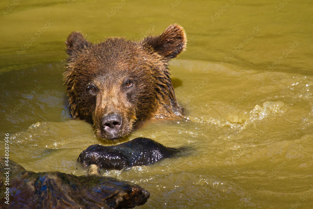 Junge Braunbären (Ursus arctos) im Wasser Junge Braunbären (Ursus arctos) im Wasser