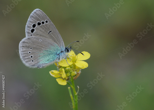Green-underside Blue Butterfly  © cilicia