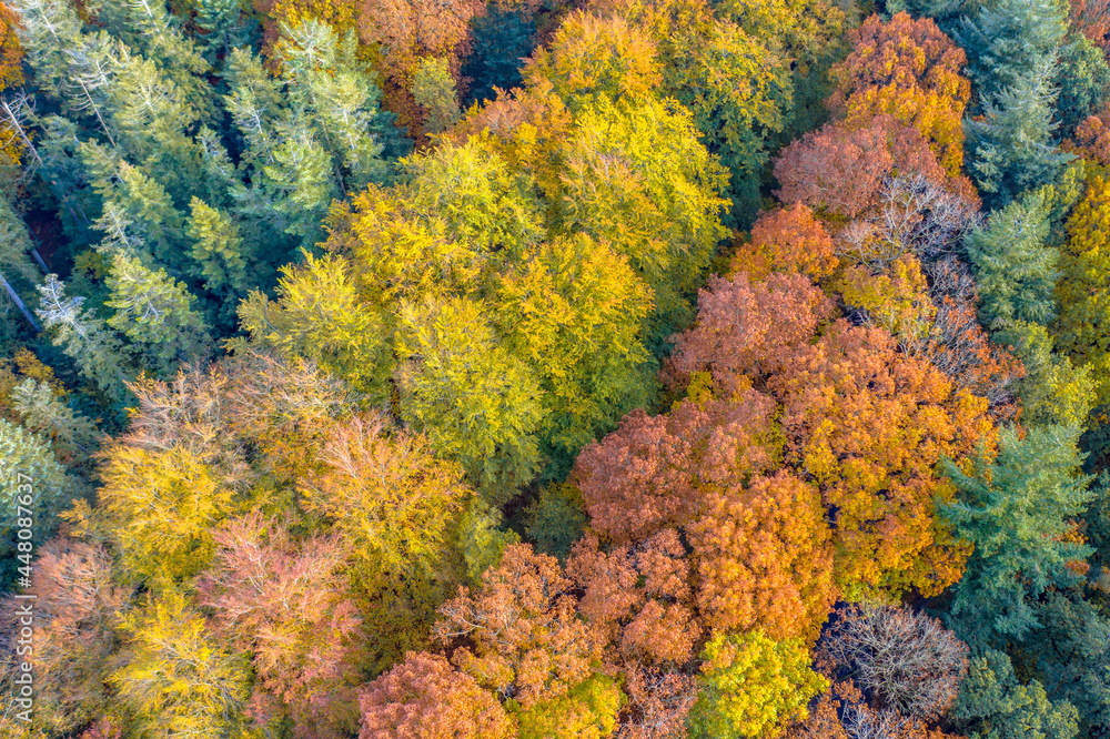 Aerial view of mixed autumn forest Aerial view of mixed autumn forest