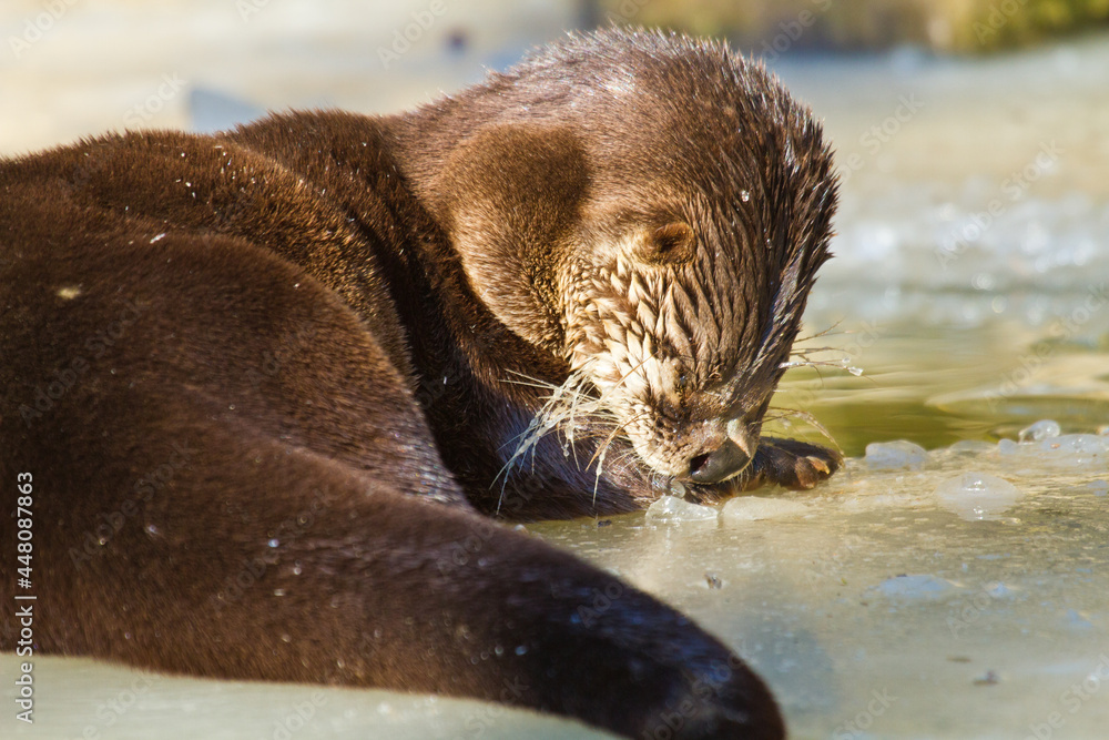 Obraz premium Eurasischer Fischotter (Lutra lutra)