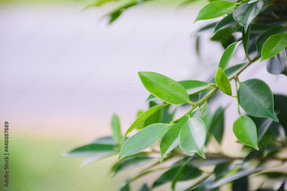 On top of the Korean banyan tree, there is a space for sending messages.