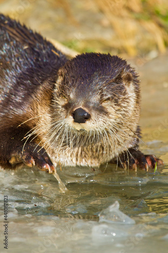 Eurasischer Fischotter (Lutra lutra)