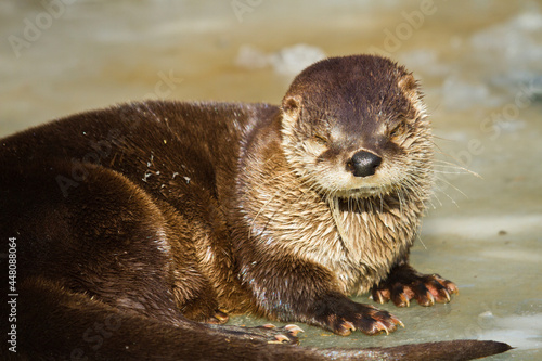 Eurasischer Fischotter (Lutra lutra) photo