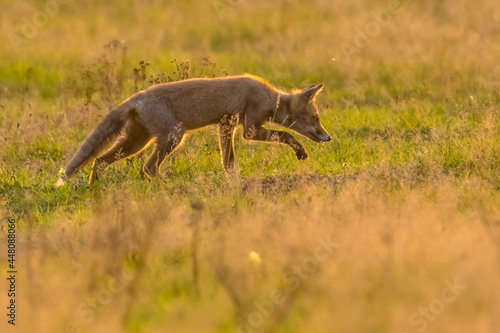 Red Fox juvenile hunting for mice © creativenature.nl