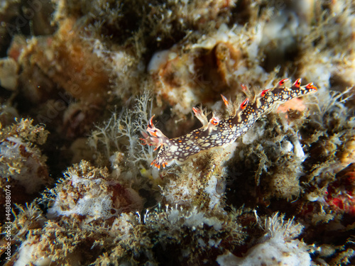 Bornella Anguilla nudibranch