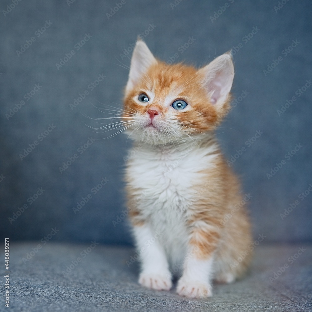 Cute little ginger tabby kitten sitting on the couch