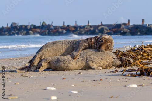 Kegelrobben (Halichoerus grypus) auf Helgoland, Paarung von Kegelrobben photo