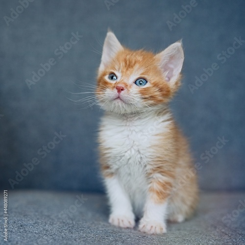 Cute little ginger tabby kitten sitting on the couch © D'Action Images