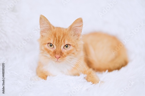 Cute little red tabby kitten sitting on fur white blanket 