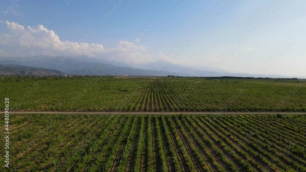 Beautiful aerial view of green wine vineyards and mountains Beautiful aerial view of green wine vineyards and mountains