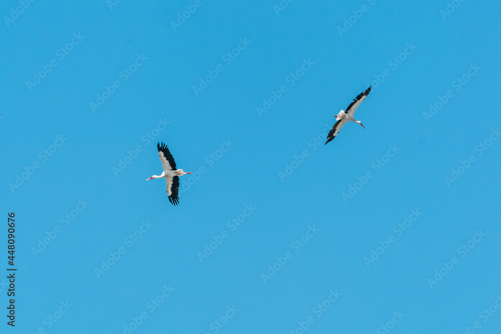 Crane flying in the blue sky Crane flying in the blue sky