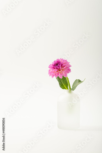 Wallpaper Mural 満開のダリア Torontodigital.ca