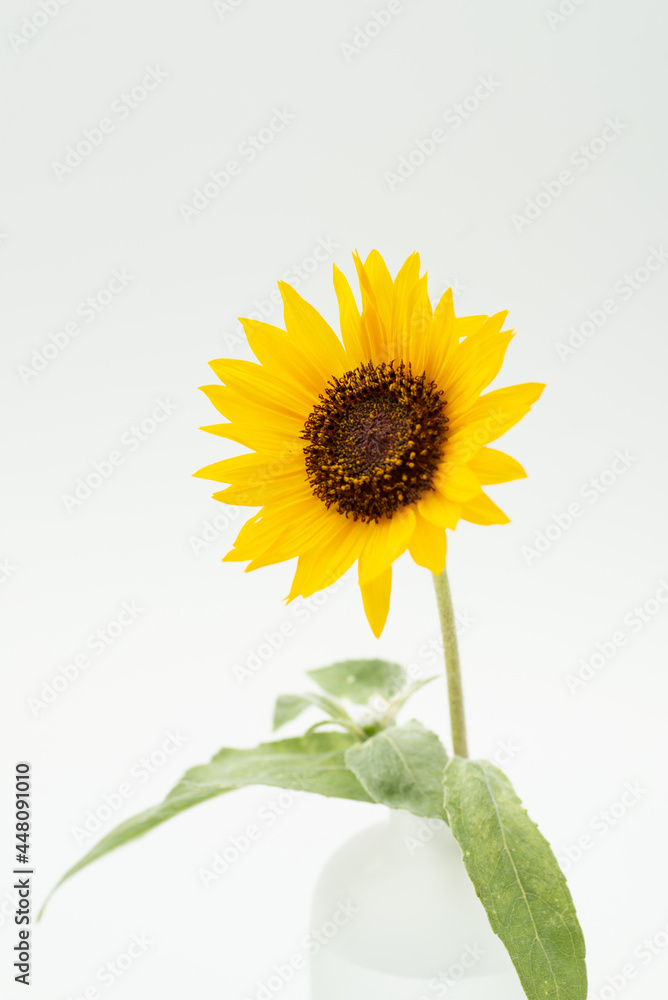 Obraz premium 満開のヒマワリ