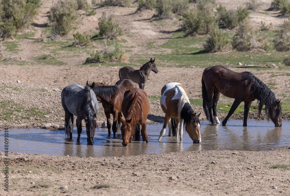 Wild Horses at a Desert Waterhole in Utah Wild Horses at a Desert Waterhole in Utah
