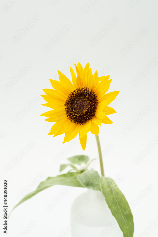 Fototapeta premium 満開のヒマワリ