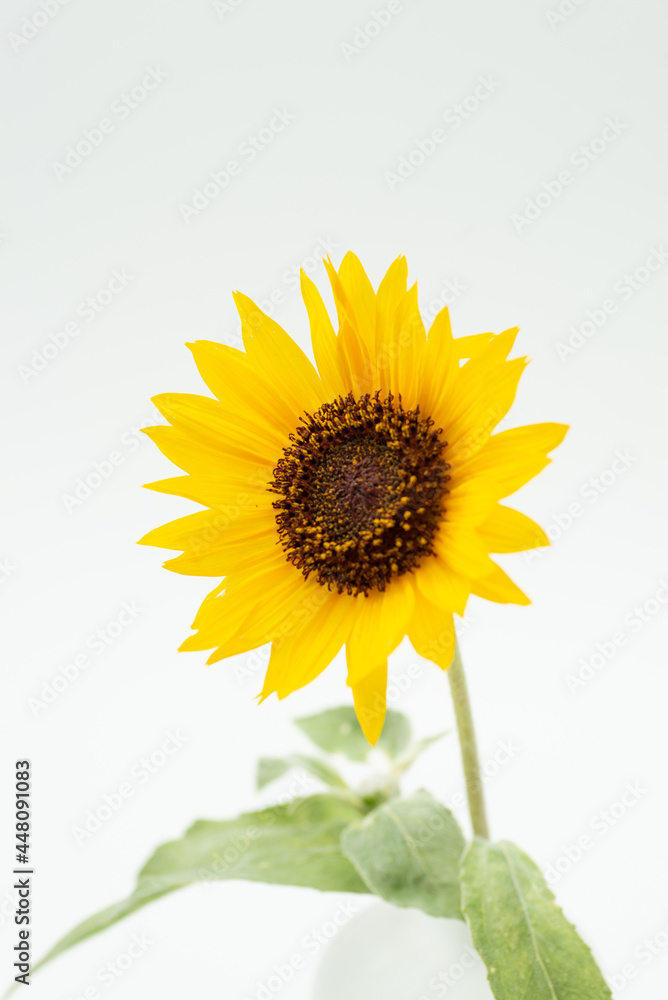 Obraz premium 満開のヒマワリ