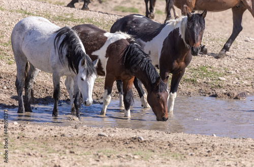 Fototapeta Naklejka Na Ścianę i Meble -  Wild Horses at a Desert Waterhole in Utah