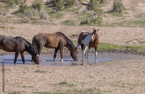 Wild Horses at a Desert Waterhole in Utah