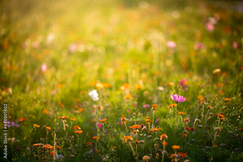 Meadow full of flowers with the real summer vibe. Sunlit floral theme with copyspace in the upper part of the photograph.