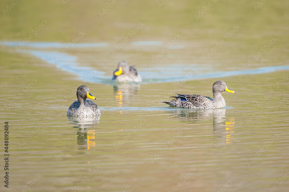 Yellow-billed Ducks Swimming in a Pond Yellow-billed Ducks Swimming in a Pond