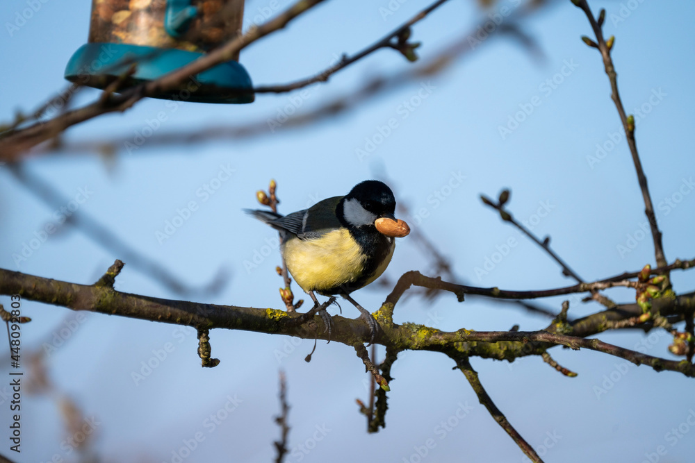 Obraz premium black capped kingfisher