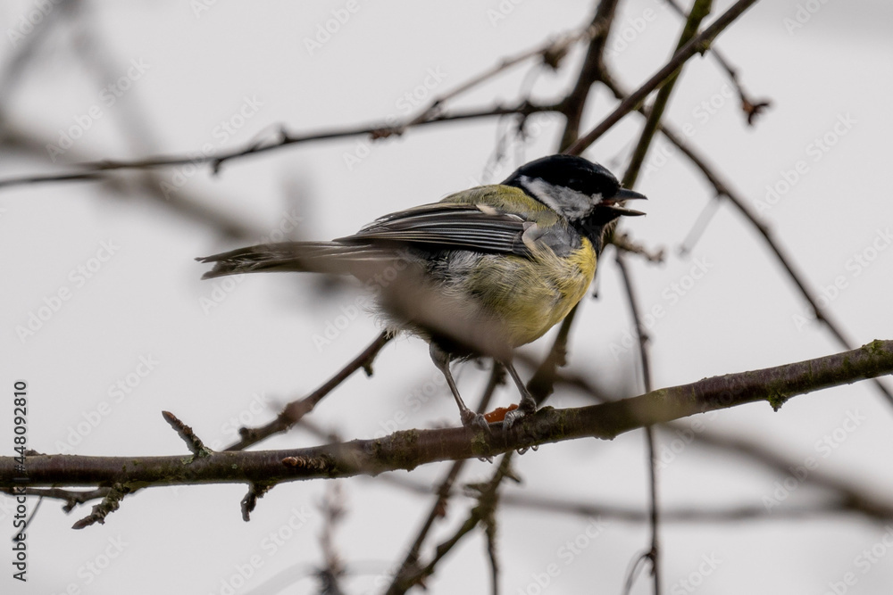 Fototapeta premium great spotted woodpecker