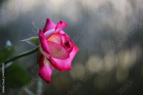 pink rose in the morning