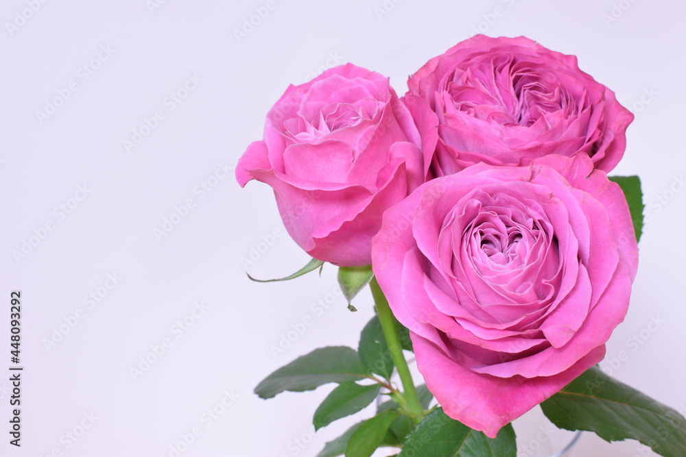 Pictures of beautiful pink roses on a bright background Pictures of beautiful pink roses on a bright background